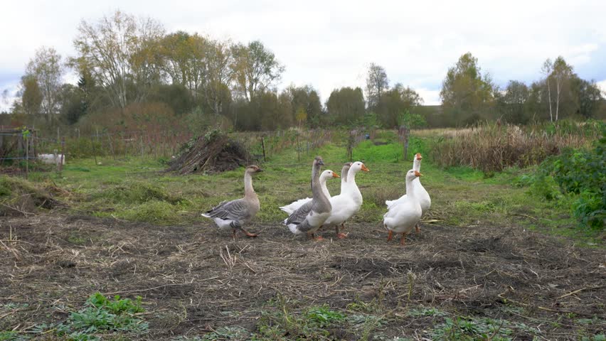 A group of geese, including both white and grey ones, strides along a dirt path surrounded by lush greenery and a rural landscape. The background features trees and a cloudy sky.