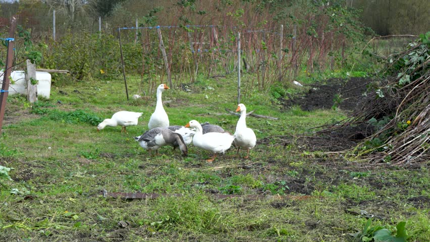 A small flock of geese is seen grazing on a patch of green grass surrounded by garden plants and scattered twigs. The peaceful scene captures geese in different postures with a backdrop of horticultur