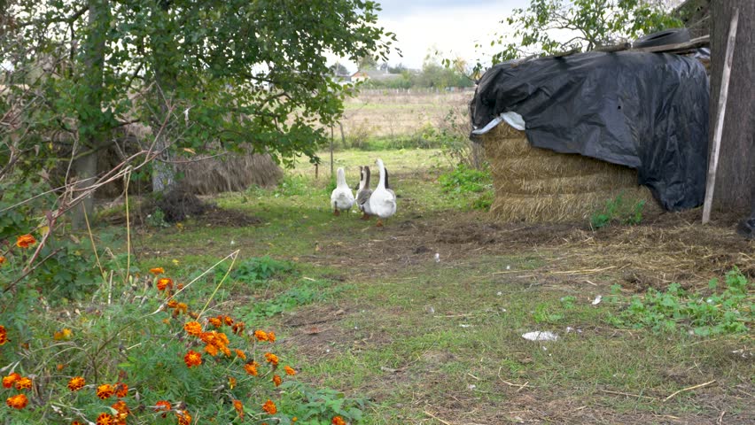 A small group of geese is seen walking along a narrow grassy path in a rural setting. The scene includes a field, a fence, and houses in the distance under a cloudy sky.