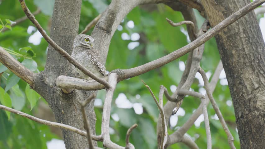 Eurasian pygmy owl in birch tree.