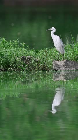 A tranquil scene of a heron standing by a reflective pond in nature