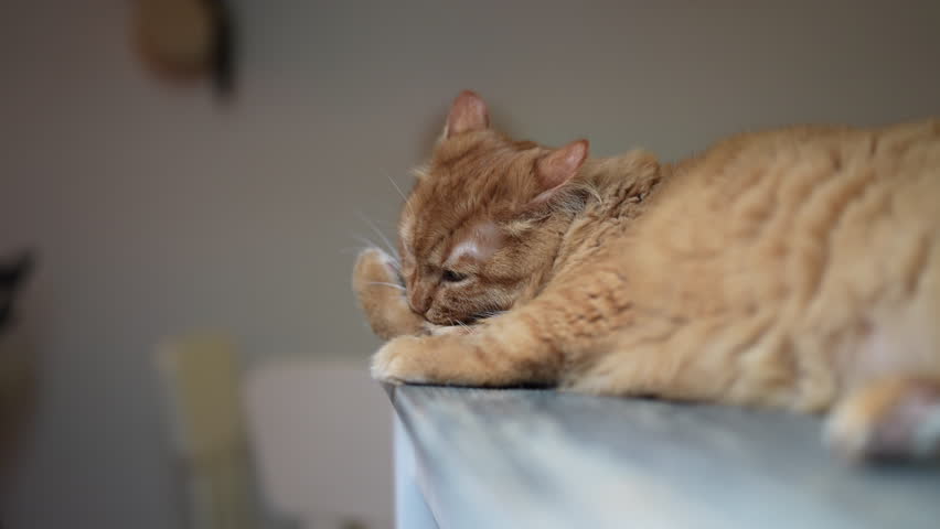 Fluffy ginger cat with long hair and beautiful green eyes grooms itself, licking its paw lounging on table in cozy home environment, highlighting natural feline behavior. Shooting in slow motion.