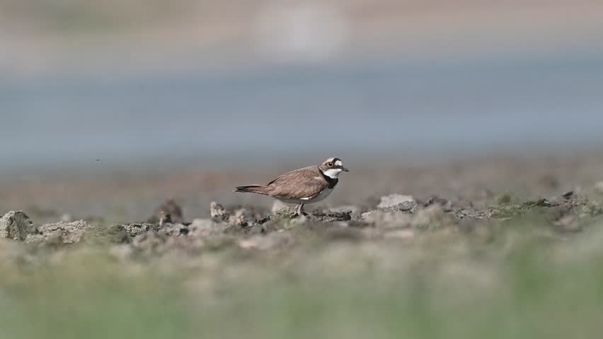 
A Little Ringed Plover (Charadrius dubius) is foraging on the shore of Lake Erçek in Van.