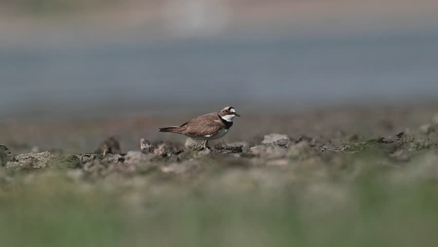 
A Little Ringed Plover (Charadrius dubius) is foraging on the shore of Lake Erçek in Van.
