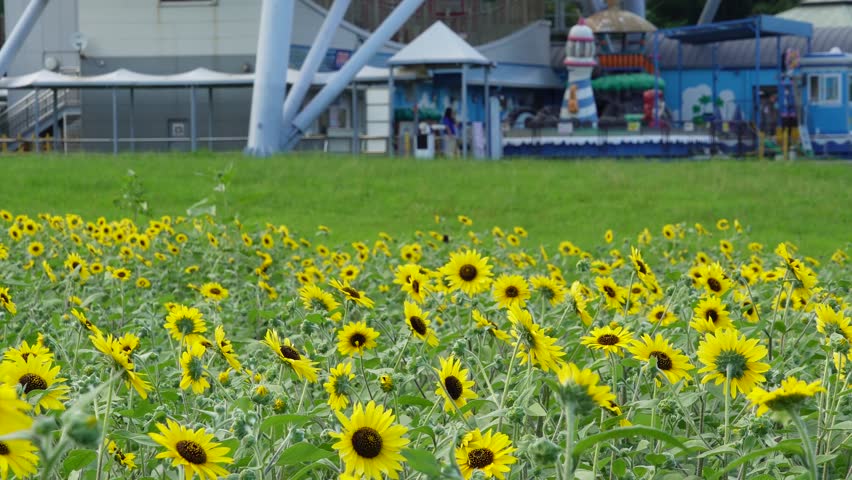 Sunflower field in full bloom and the entrance of the giant Ferris wheel at Kasai Rinkai Park in Tokyo, Japan, summer landscape