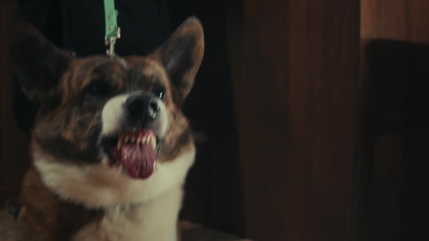 Aggressive barking dog shows dangerous teeth. Combat dog, Angry Animal hard attack head detail, Barking at a person on camera, security Fighting dogs