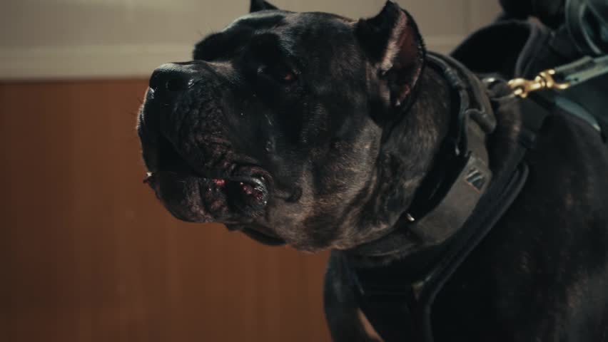 Aggressive barking dog shows dangerous teeth. Combat dog, Angry Animal hard attack head detail, Barking at a person on camera, security Fighting dogs