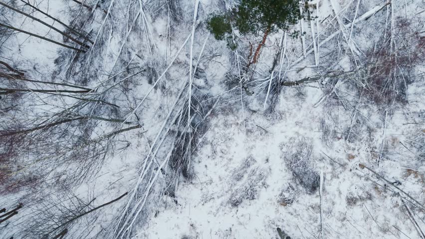 Overhead winter landscape of severe forest windthrow beneath soft cloudy light.