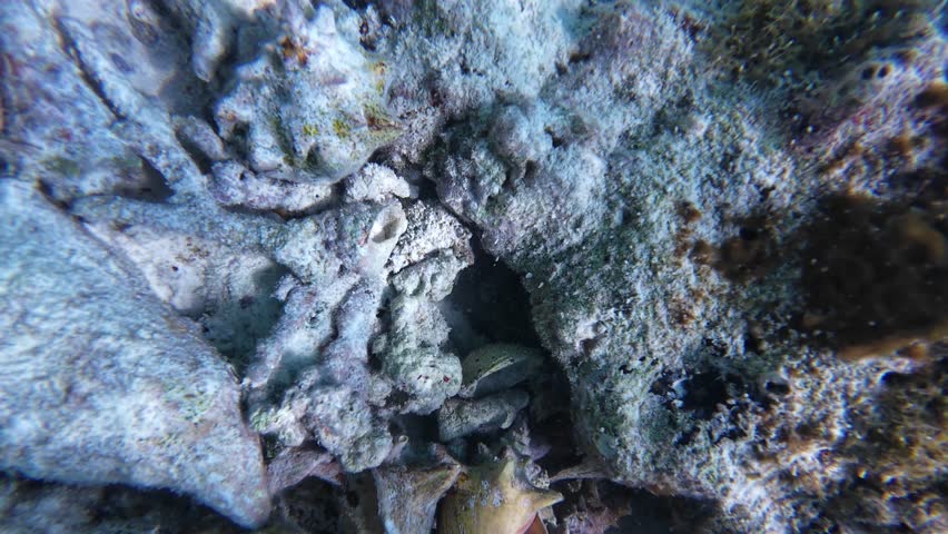 underwater journey revealing the detailed texture of a queen conch shell resting on a thriving, sun-drenched coral reef caribbean sea