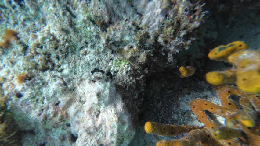 Documentary-style underwater perspective, showcasing a diver