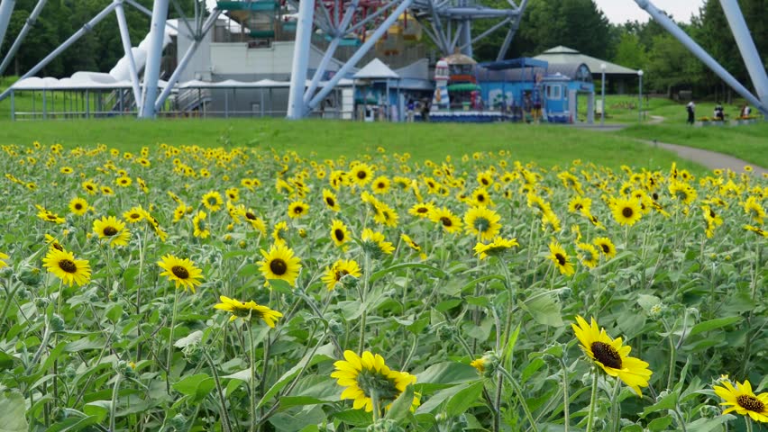 A blooming sunflower field and the base of the giant Ferris wheel at Kasai Rinkai Park in Tokyo, Japan during summer.
