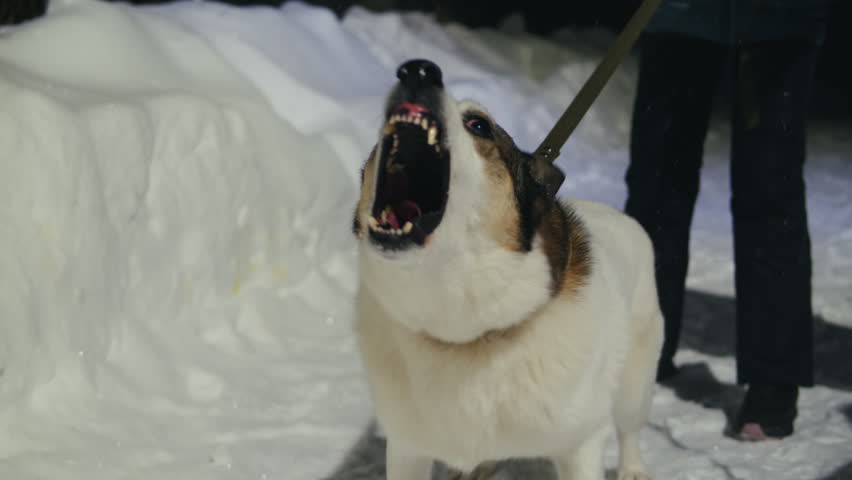 Aggressive barking dog shows dangerous teeth. Combat dog, Angry Animal hard attack head detail, Barking at a person on camera, security Fighting dogs