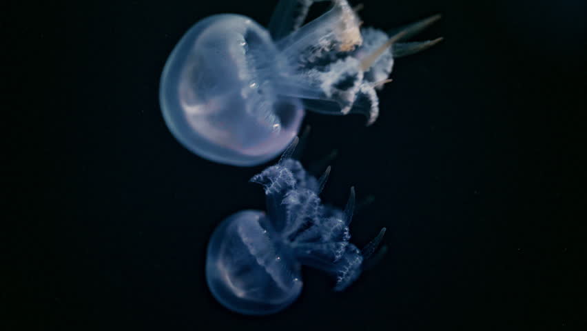 Pair of glowing jellyfish floating in deep sea darkness, atmospheric underwater 4K footage