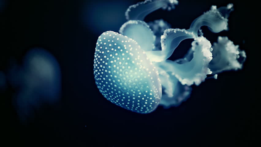 Glowing spotted jellyfish floating in deep blue water, mesmerizing 4K slow motion footage