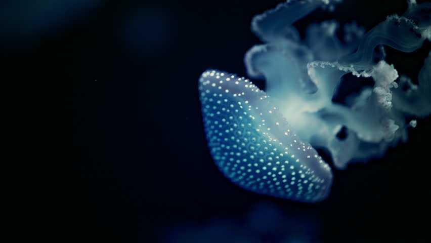 Close-up of glowing jellyfish with elegant tentacles in deep sea darkness, cinematic 4K footage