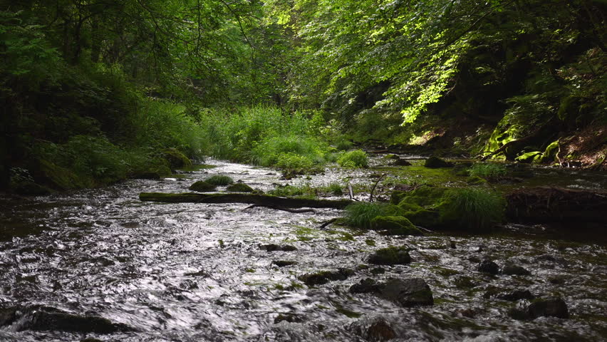 A mountain stream flowing through deep greenery