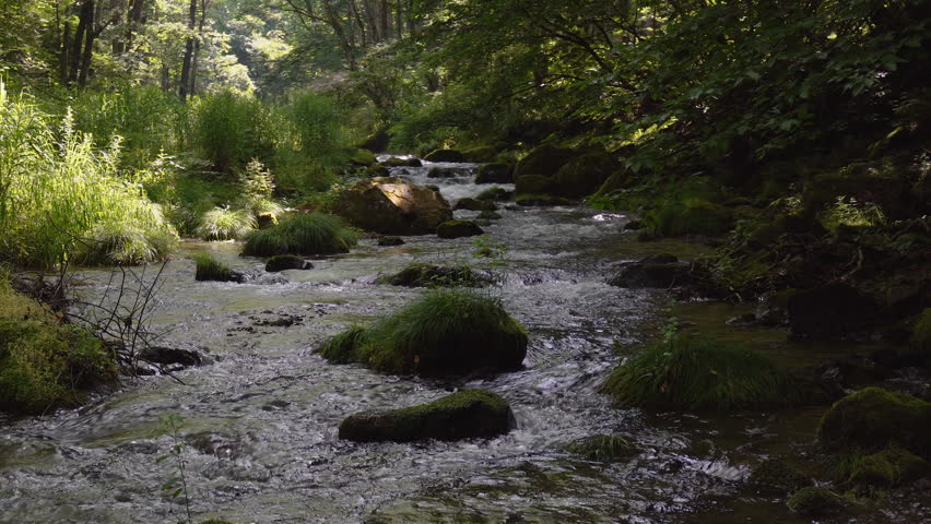A mountain stream flowing through deep greenery