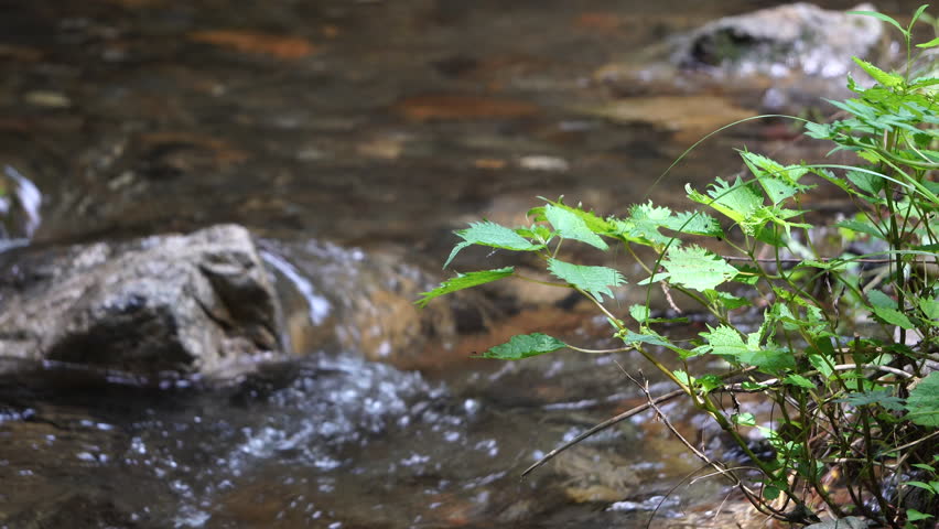 Leaves swaying by the banks of a mountain stream