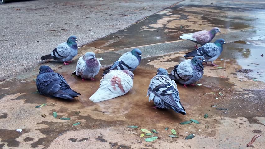 Footage captures a flock of wild pigeons of various colors enjoying refreshing bath in puddle after rain, creating dynamic scene of natural animal behavior in urban environment.