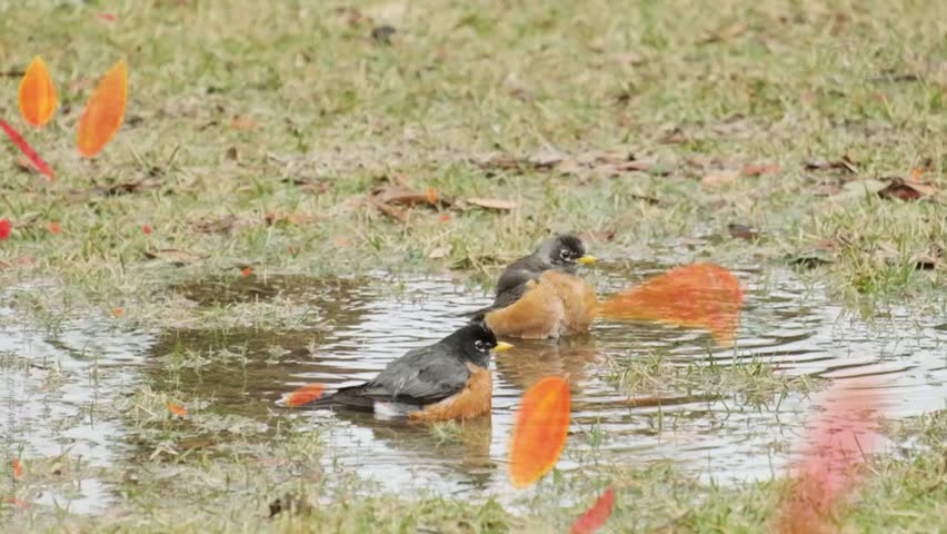 Two American Robins (*Turdus migratorius*) are bathing in a shallow puddle on the green grass during autumn. These birds feature distinctive reddish-orange breasts, black heads, and yellow beaks.