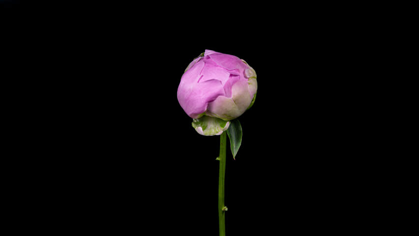 Beautiful Pink Peony Flower Blooming in Timelapse Close up on a Black Background. Tender Lilac Blossoms Moving in Time Lapse with Alpha Matte