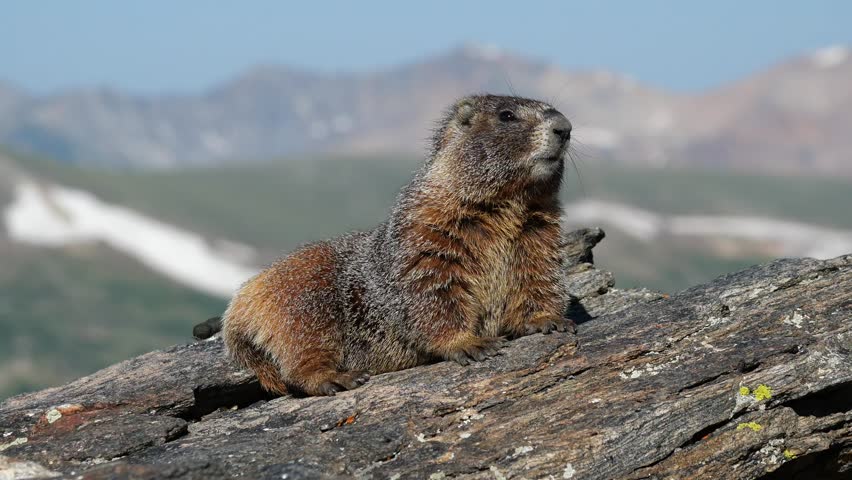 Yellow-bellied Marmot Sitting on Alpine Rocks with the Rocky Mountains in Rocky Mountain National Park, Colorado, USA
