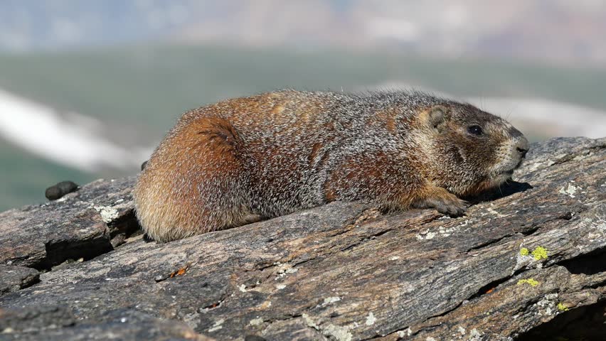 Yellow-bellied Marmot Looking at the Camera on Alpine Rocks in Rocky Mountain National Park, Colorado, USA