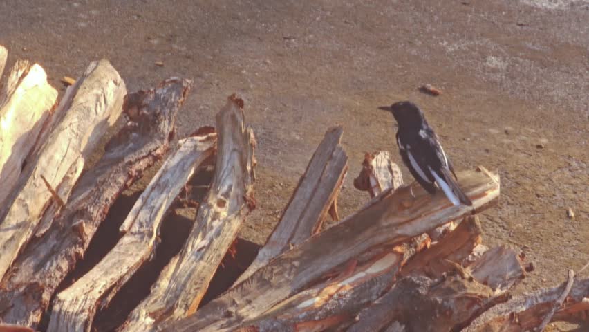Small magpie robin bird standing on stacked firewood logs and observing its surroundings