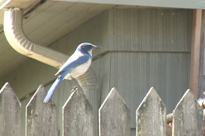 Blue Jay on fence flies away in slow motion.