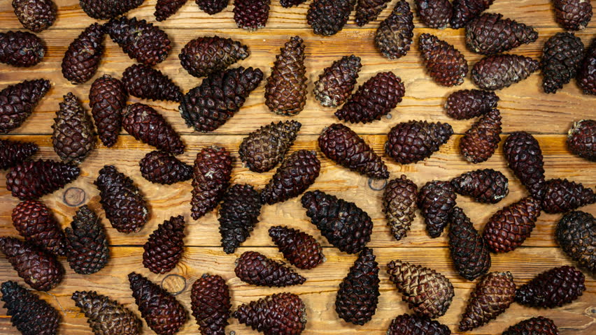 Pine Cones Opening in Time Lapse on a Wooden Background. Fir Cones Moving. Top View