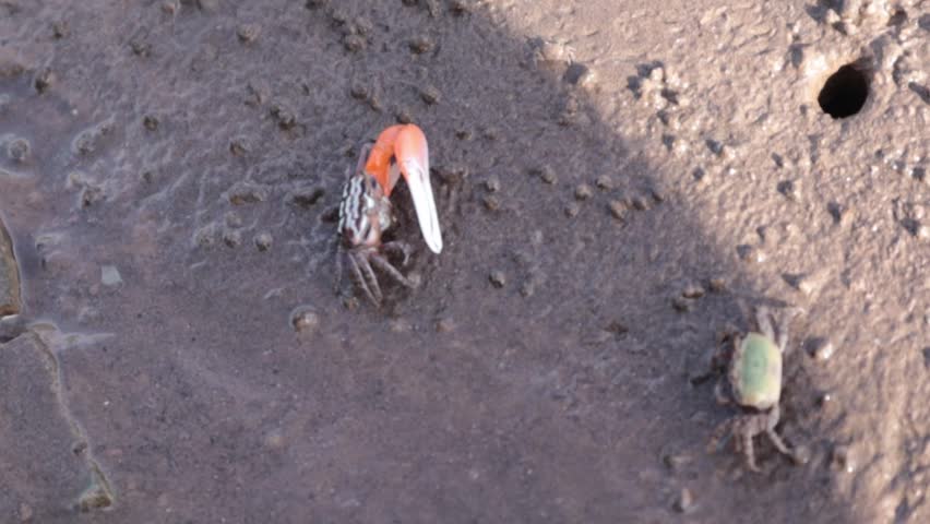 Ghost Crab Searching and Eating Food on Beach