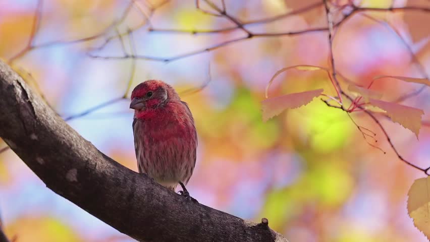 A striking male House Finch (*Haemorhous mexicanus*) with bright red plumage is perched calmly on a tree branch.