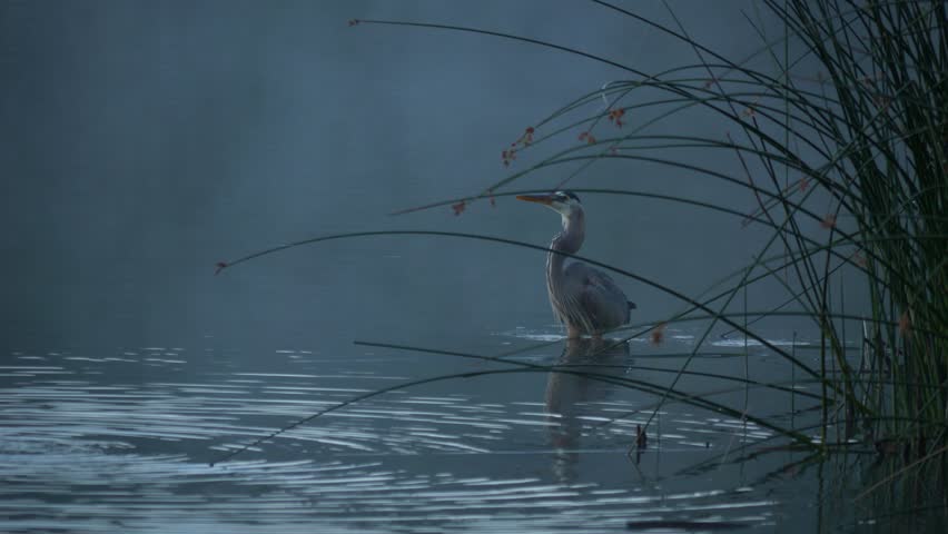 An Egret hunting for food in a wetland area