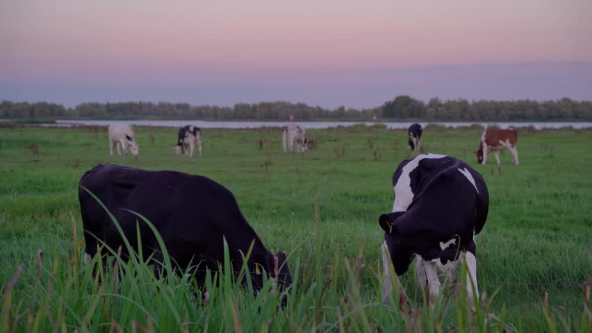 Cows Grazing in a Green Meadow in the Dutch Countryside at Twilight, Pastel Sky Over a Peaceful Rural Landscape in the Netherlands.