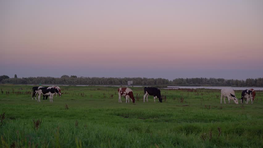 Cows Grazing in a Green Meadow in the Dutch Countryside at Twilight, Pastel Sky Over a Peaceful Rural Landscape in the Netherlands.