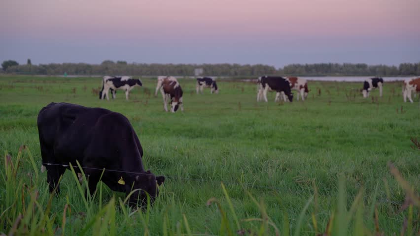 Cows Grazing in a Green Meadow in the Dutch Countryside at Twilight, Pastel Sky Over a Peaceful Rural Landscape in the Netherlands.