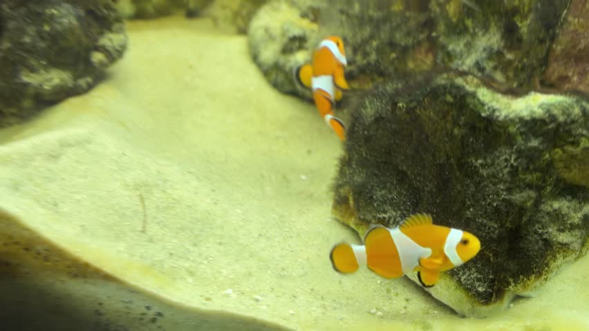 Clown fish nemo fish with Dora
