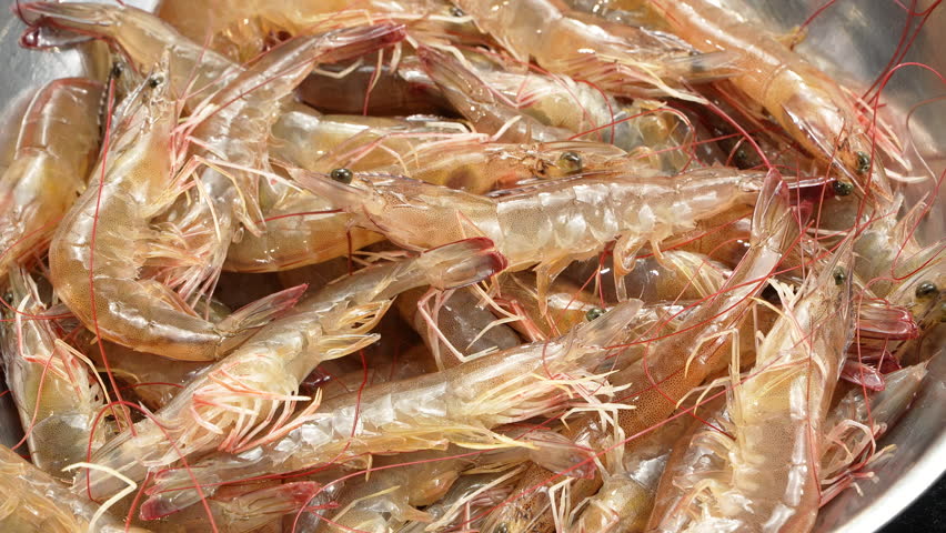 Macro shot of fresh live Vietnamese whiteleg shrimp jumping actively in a container.