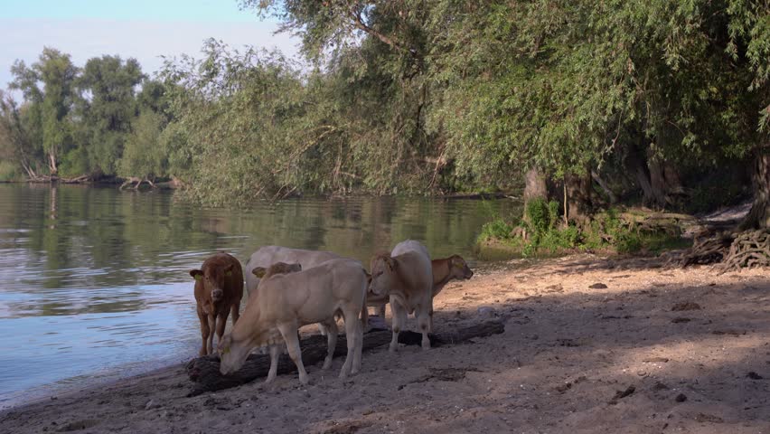 Cattle Resting on the Sandy Bank of a Dutch River on a Sunny Summer Day, Relaxed Herd of Charolais Cows in the Netherlands.