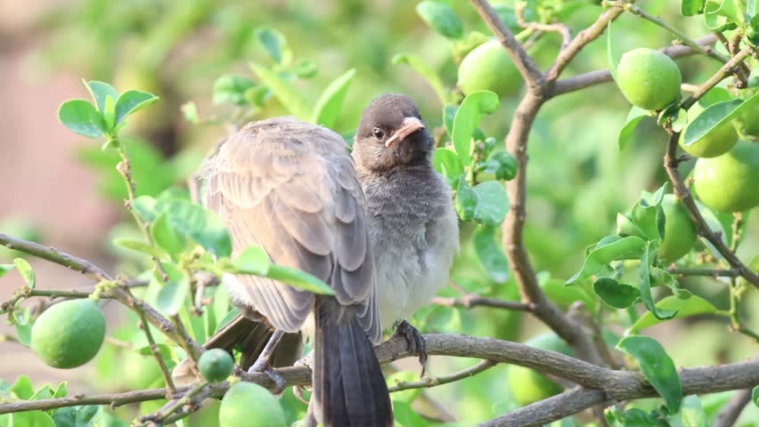 A young red-vented bulbul fledgling perched on a branch surrounded by green guava fruits.