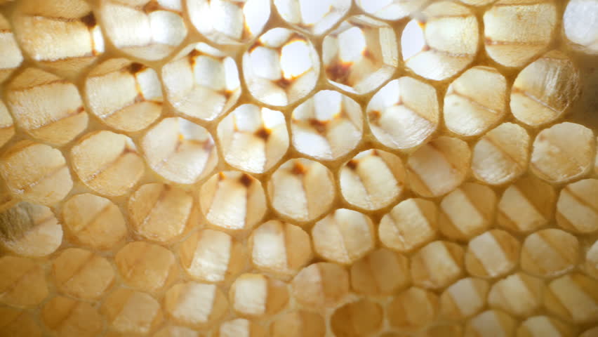 Ultra close-up sliding through yellow honeycomb frames, bees in motion inside hive. Insects tending to brood and wax cells in organic apiary setting. Agricultural, biological, eco-themed content.