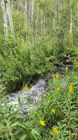 Creek flowing in the forest