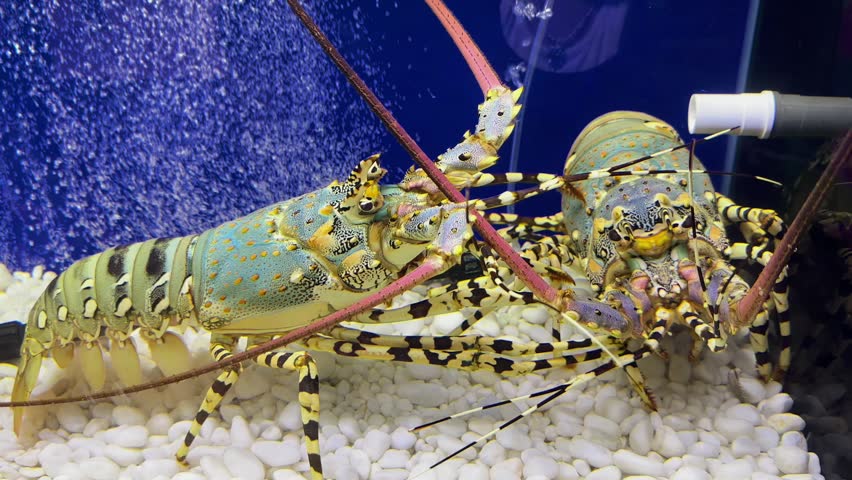 Colorful Tropical Rock Lobster (Panulirus ornatus) in a marine aquarium tank