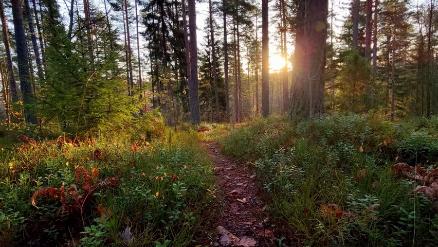 A high converting commercial stock photograph showcasing a scenic dirt path winding through a lush coniferous forest at sunrise or sunset. The warm golden light of the sun filters beautifully through tall pine and spruce trees, casting long shadows and illuminating the green forest floor covered in moss, low shrubs, and fallen autumn leaves. This tranquil wilderness landscape is highly optimized for travel marketing, outdoor recreation campaigns, hiking and adventure themes, nature wallpapers, and premium wellness lifestyle branding backdrops.