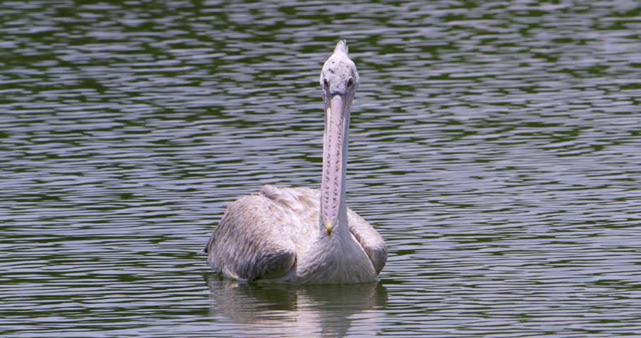 Serene pelican gliding through calm waters showcasing its elegance and beauty in a four panel arrangement.