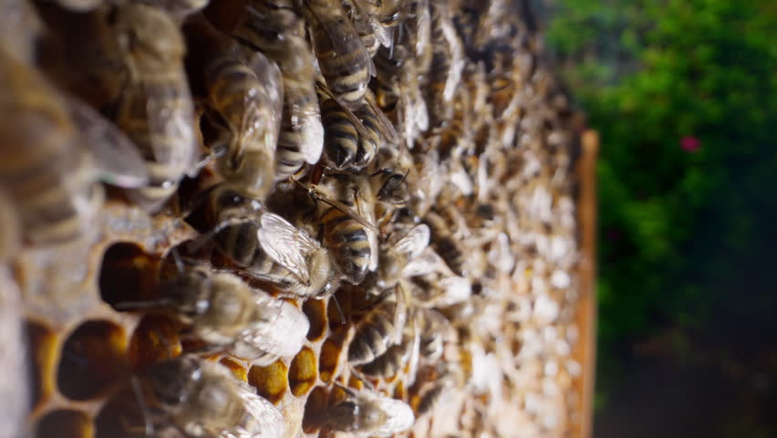 Bees swarming on honeycomb, macro footage. Insects working in beehive, collecting nectar from pollen of flower, create sweet honey. Concept of apiculture, collective work.