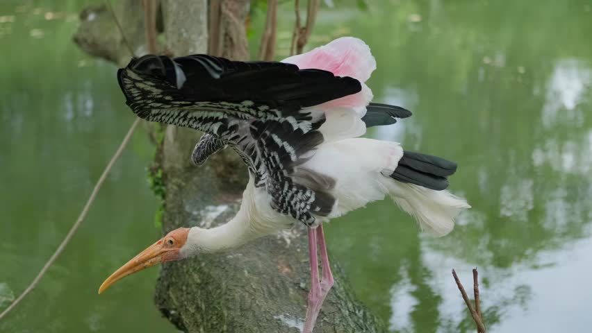 A large heron with a sharp yellow beak stands on a fallen tree while another three-colored heron spreads its wings and walks slowly. A lake and a small house are visible in the background.