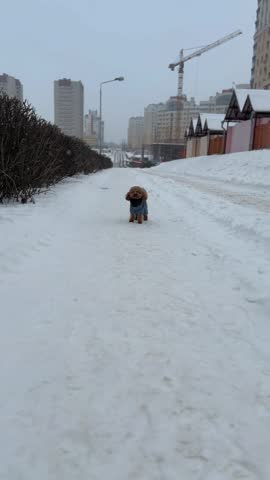 Small dog sitting on snowy urban path mid-sequence surrounded by residential buildings market