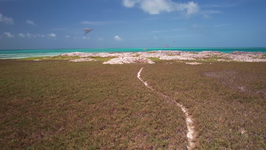 Low-altitude aerial drone view extensive Queen Conch shell piles scattered across remote tropical island in Los Roques National Park, Venezuela. contrast between marine heritage and pristine island