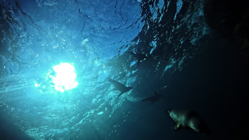Sea lion - Otariidae - glides downward above the camera, extending its flippers like a flying bird. Check the gallery for similar footages